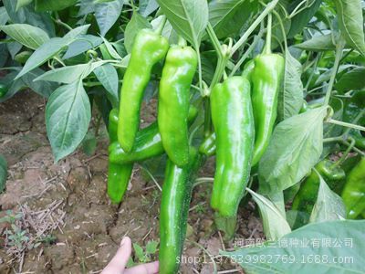 國農601超大泡椒種子 高產優質辣椒種植新選擇